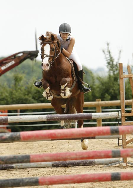 JERRY LEE DE LACHEM - Welsh Pony (Section D), Welsh Cob 1997 by HS MARTINO