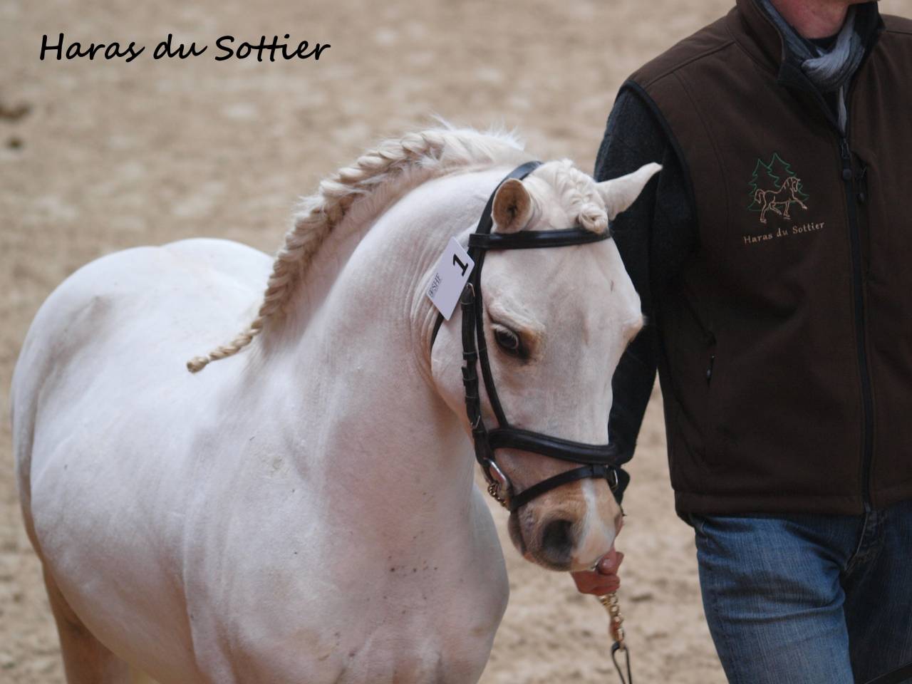 CRUNCH DU SOTTIER - Welsh Pony (Section A) 2012 by POLARIS RED ROCK