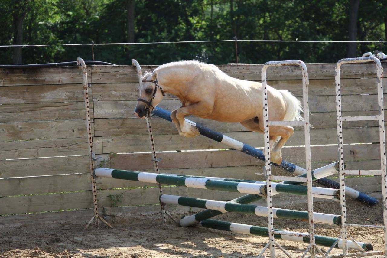 CRUNCH DU SOTTIER - Welsh Pony (Section A) 2012 by POLARIS RED ROCK