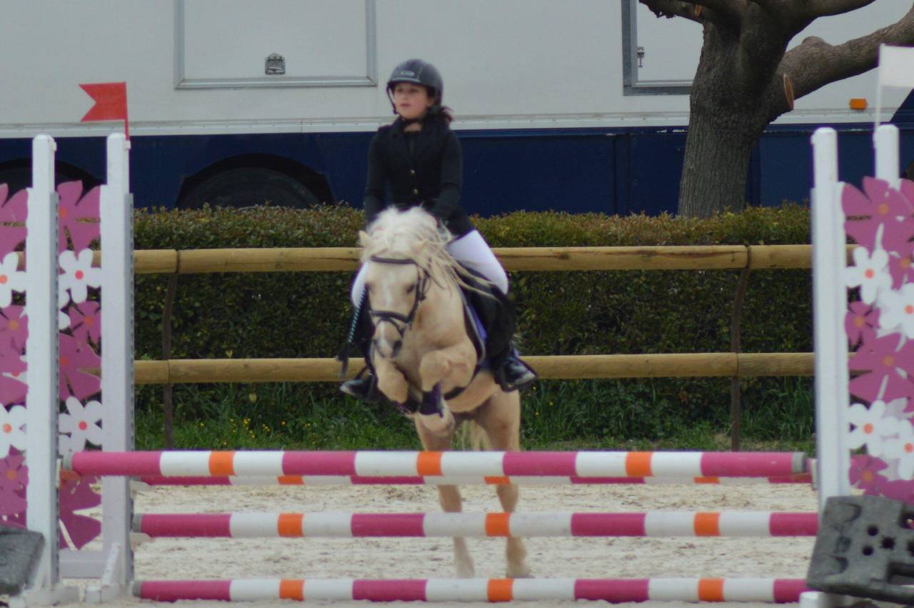 CRUNCH DU SOTTIER - Welsh Pony (Section A) 2012 by POLARIS RED ROCK