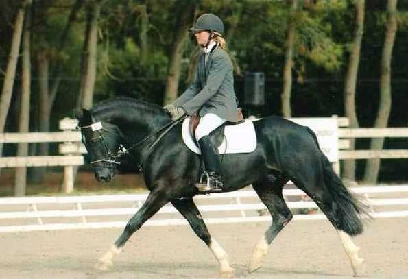 MILORD DES CHOUANS - Welsh Pony (Section D), Welsh Cob 2000 by RHON LYNDON