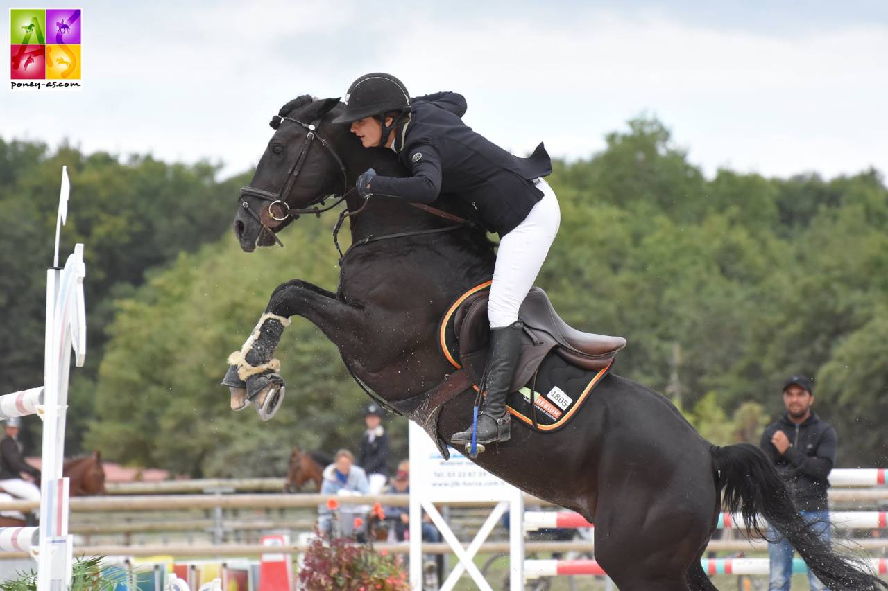 MILORD DES CHOUANS - Welsh Pony (Section D), Welsh Cob 2000 by RHON LYNDON