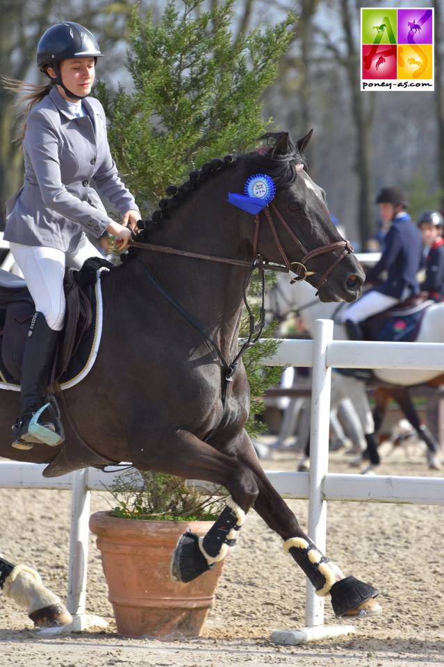 MILORD DES CHOUANS - Welsh Pony (Section D), Welsh Cob 2000 by RHON LYNDON