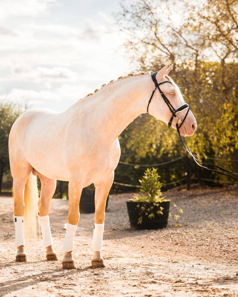 Allaus III - PRE Pure Spanish Bred 2019 by GITANO BS