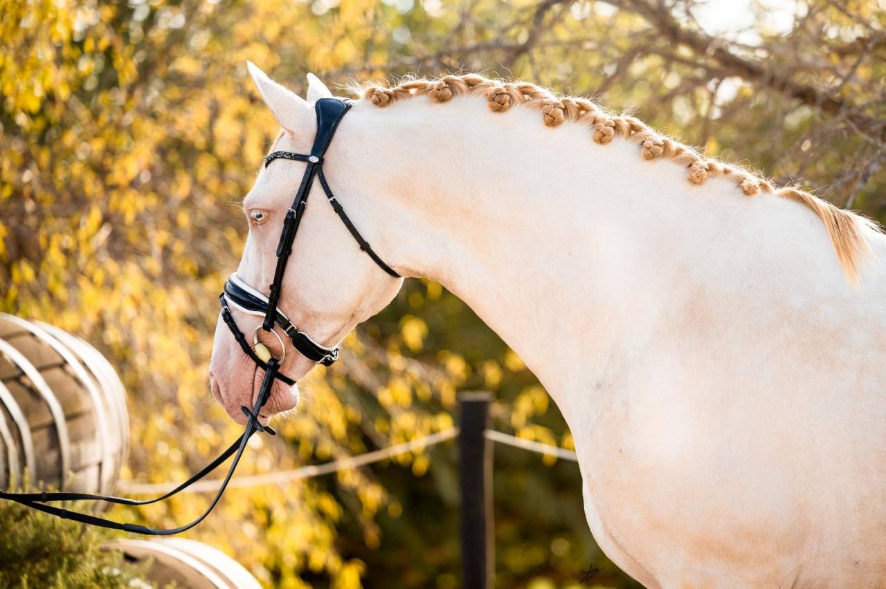 Allaus III - PRE Pure Spanish Bred 2019 by GITANO BS