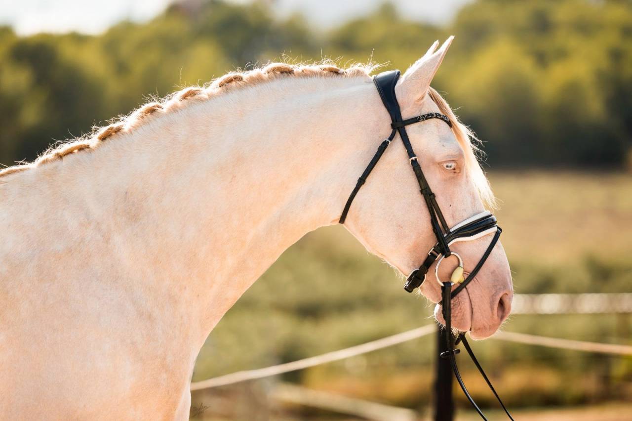 Allaus III - PRE Pure Spanish Bred 2019 by GITANO BS