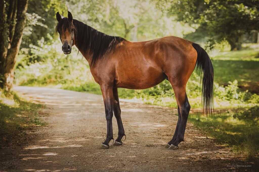 Azzaro de gacia - Arabian Thoroughbred 2022 by LAZEEZ AL SHAHANIA