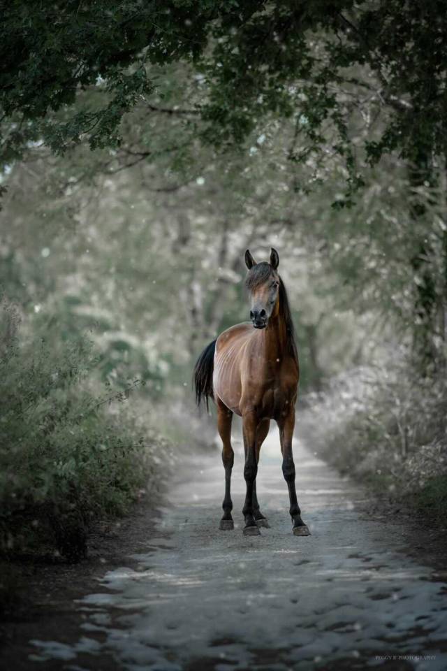 Azzaro de gacia - Arabian Thoroughbred 2022 by LAZEEZ AL SHAHANIA