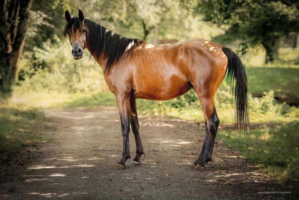 Azzaro de gacia - Arabian Thoroughbred 2022 by LAZEEZ AL SHAHANIA