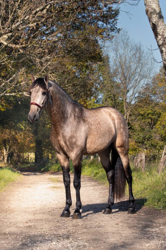 Nacar de lucia - PRE Pure Spanish Bred 2021 by golden de lydia