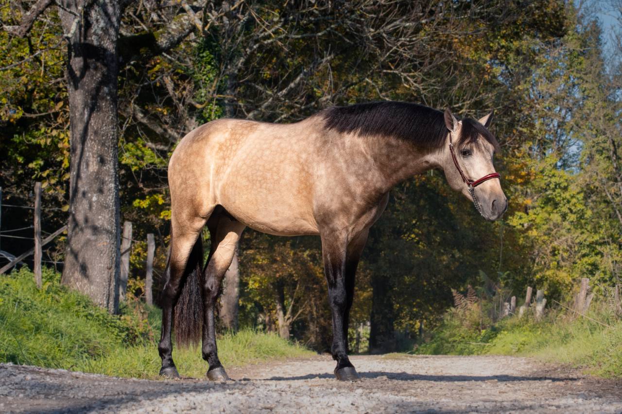 Nacar de lucia - PRE Pure Spanish Bred 2021 by golden de lydia