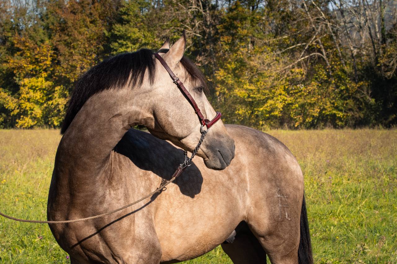 Nacar de lucia - PRE Pure Spanish Bred 2021 by golden de lydia