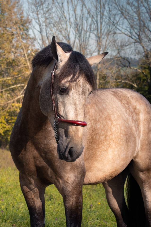 Nacar de lucia - PRE Pure Spanish Bred 2021 by golden de lydia