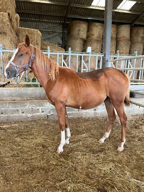 Gelding Selle Fran&ccedil;ais For sale 2023 Chesnut