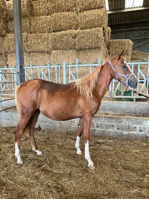 Gelding Selle Fran&ccedil;ais For sale 2023 Chesnut