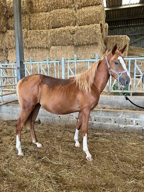 Gelding Selle Fran&ccedil;ais For sale 2023 Chesnut