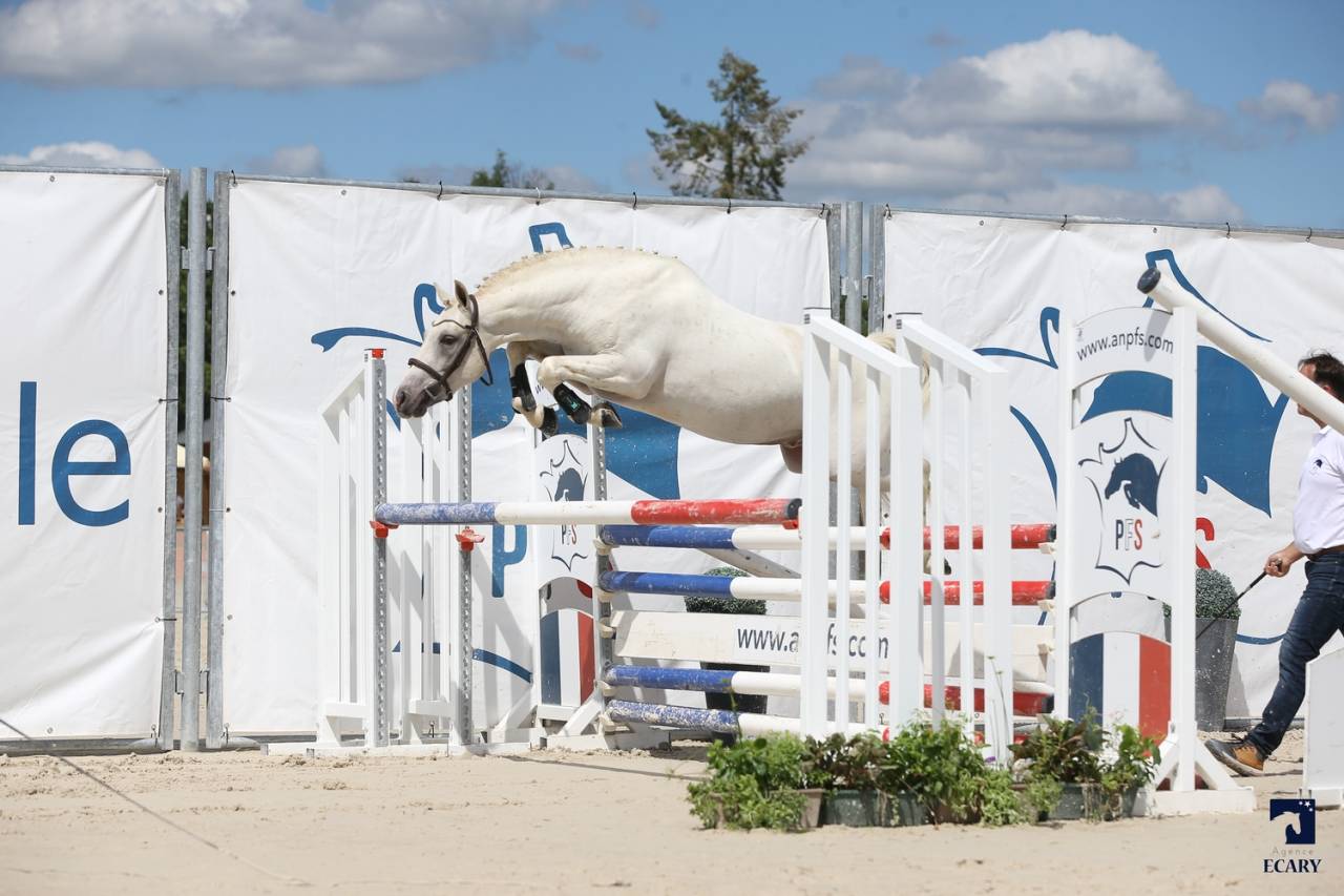 Kitsune Nast - French Saddle Pony 2020 by Cremell'aux Lays