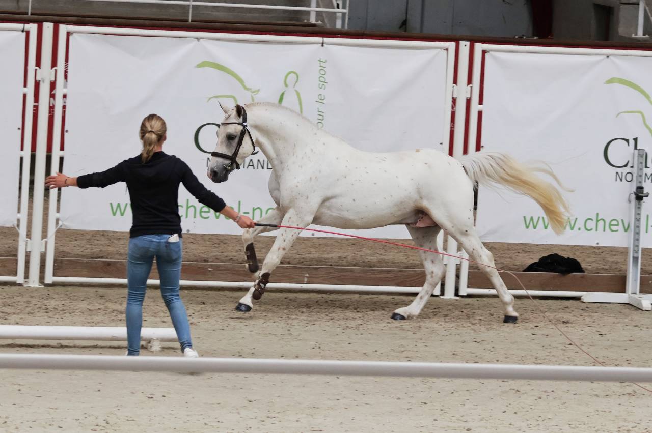 Kitsune Nast - French Saddle Pony 2020 by Cremell'aux Lays