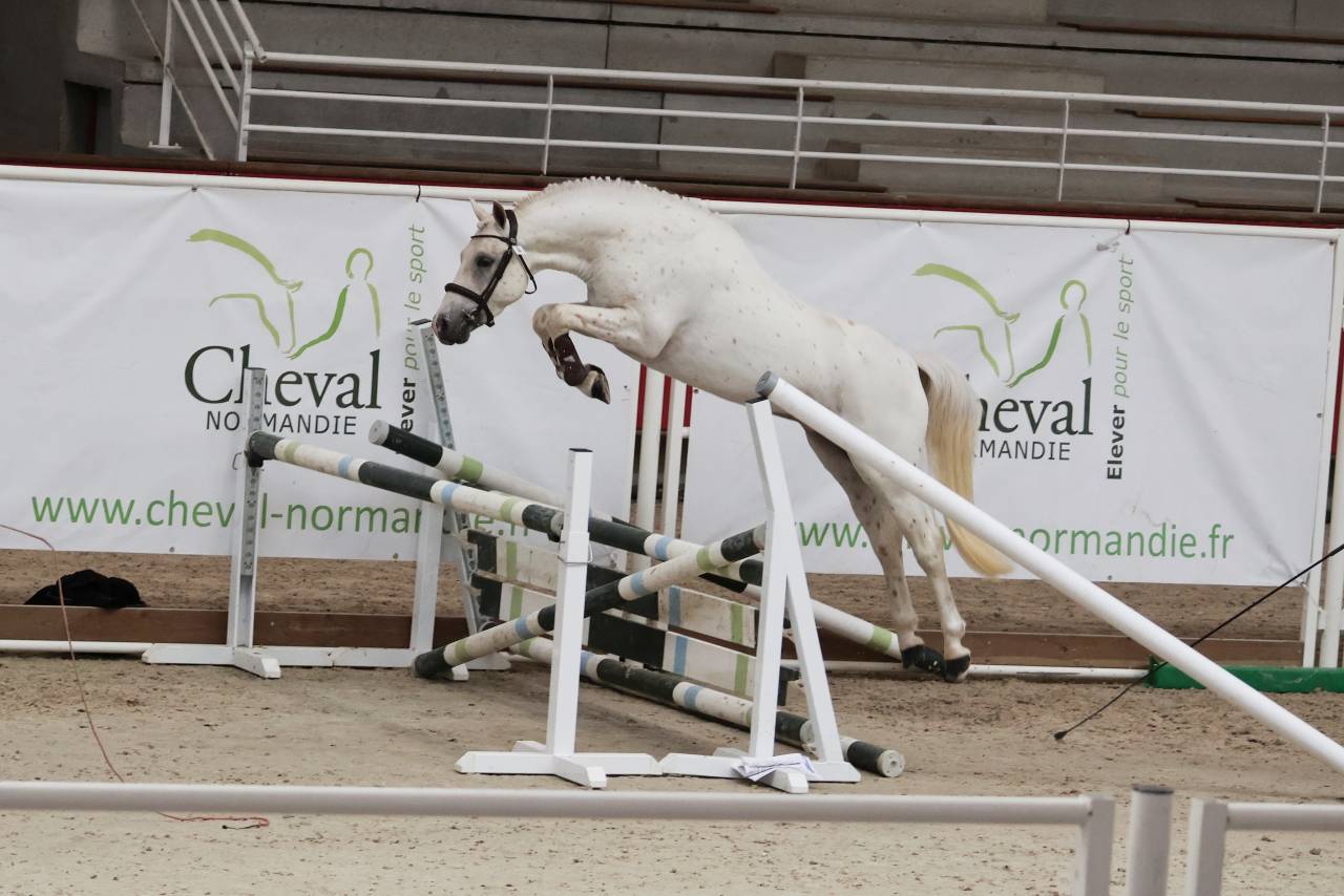 Kitsune Nast - French Saddle Pony 2020 by Cremell'aux Lays