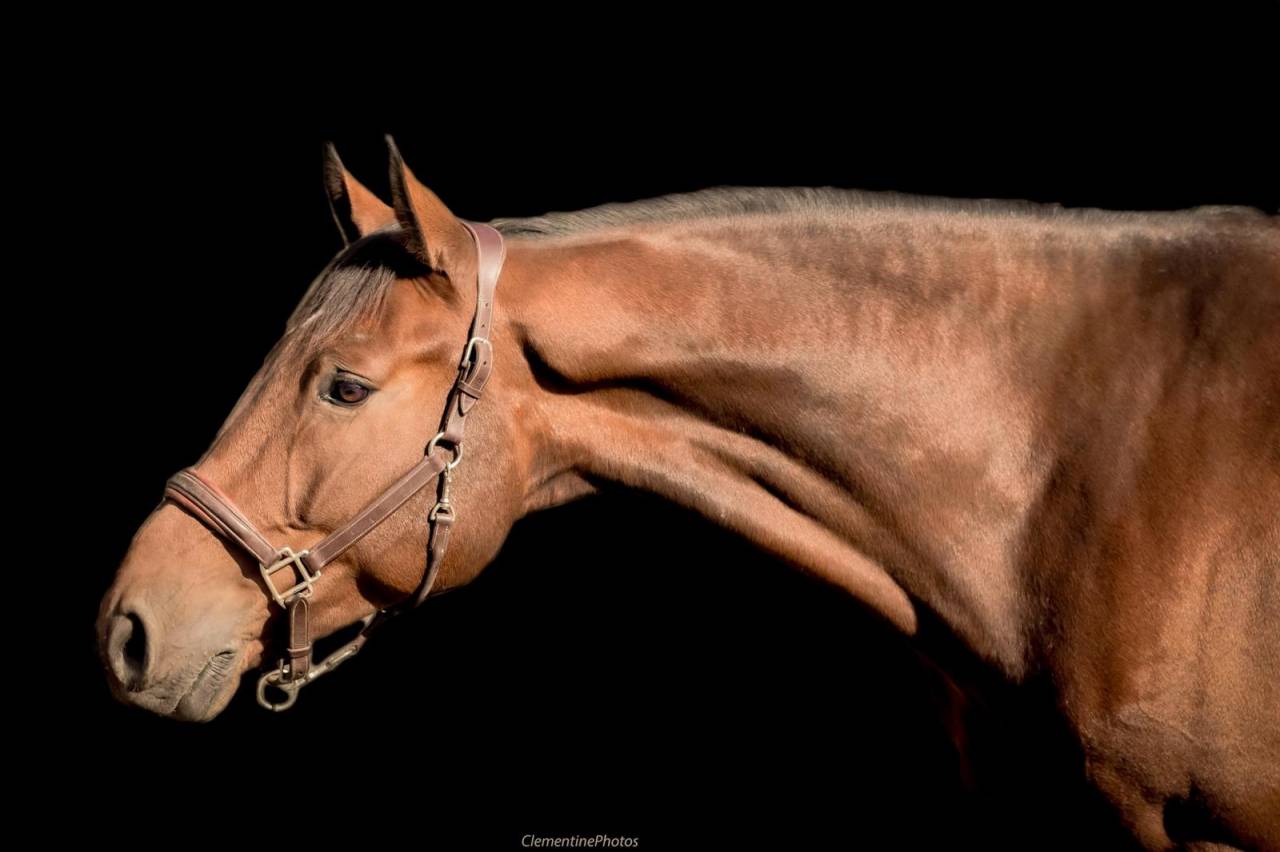 Gelding Holsteiner For sale 2018 Bay