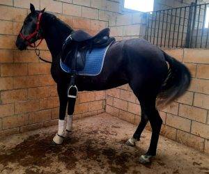 Mare No Origin Recorded For sale 2021 Grey