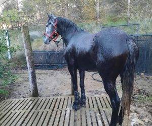 Mare No Origin Recorded For sale 2021 Grey
