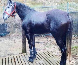Mare No Origin Recorded For sale 2021 Grey