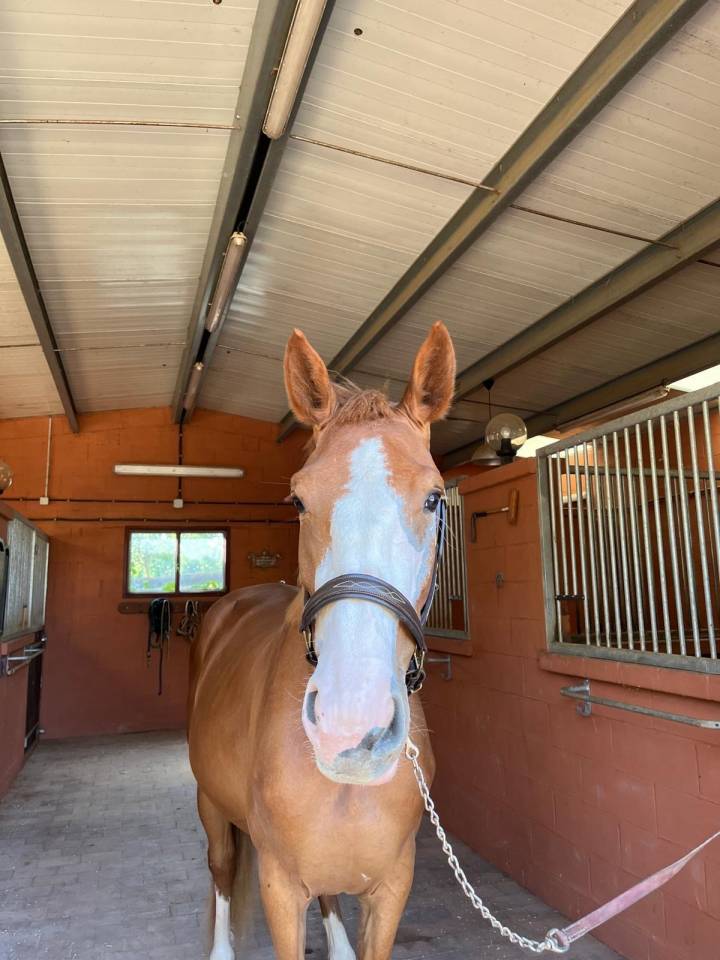 Mare Selle Français For sale 2021 Chesnut