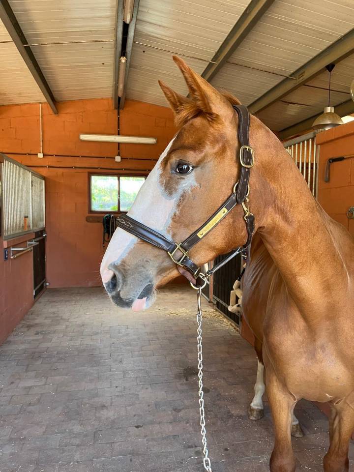 Mare Selle Français For sale 2021 Chesnut