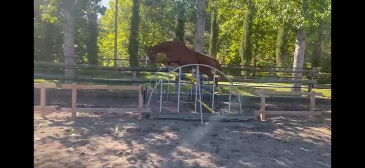 Mare Selle Français For sale 2021 Chesnut