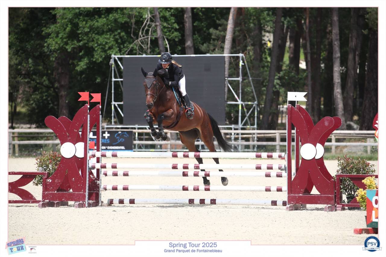 Mare Selle Français For sale 2021 Bay