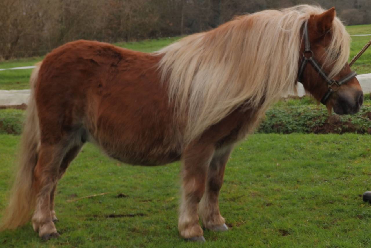 Broodmare Shetland Pony For sale 2010 Chesnut