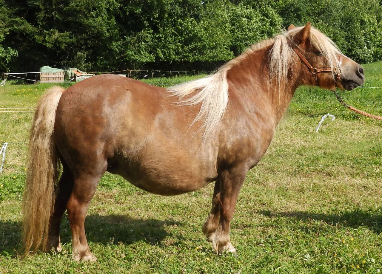 Broodmare Shetland Pony For sale 2010 Chesnut