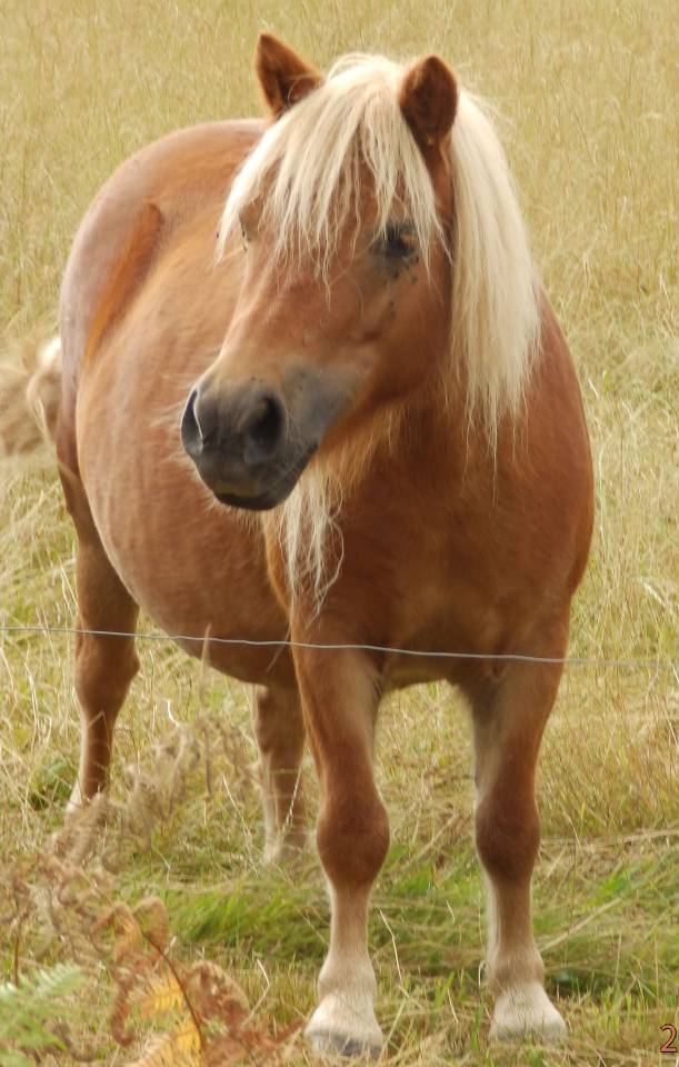 Broodmare Shetland Pony For sale 2010 Chesnut