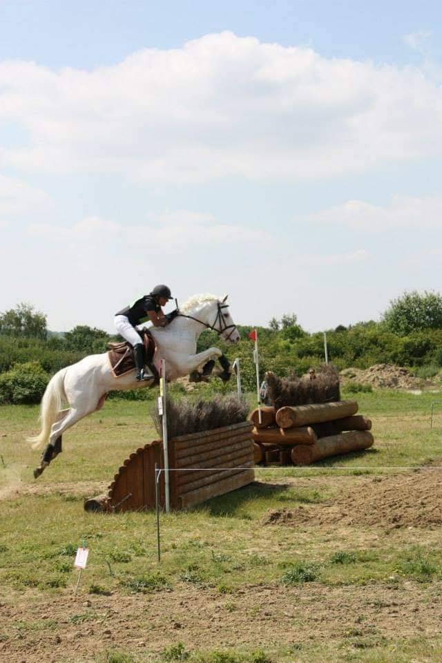 Snowman - Thoroughbred 2008 by RFF The Alchemist