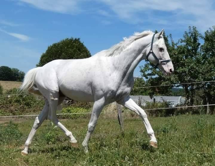 Snowman - Thoroughbred 2008 by RFF The Alchemist