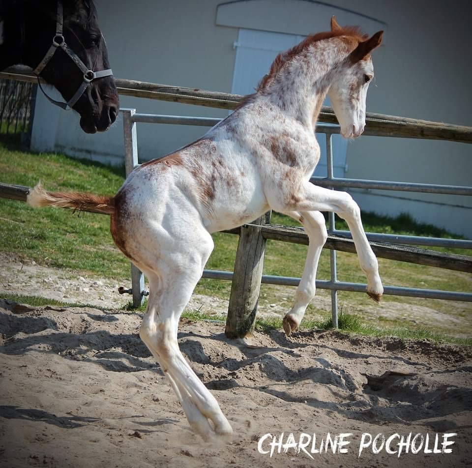 Snowman - Thoroughbred 2008 by RFF The Alchemist