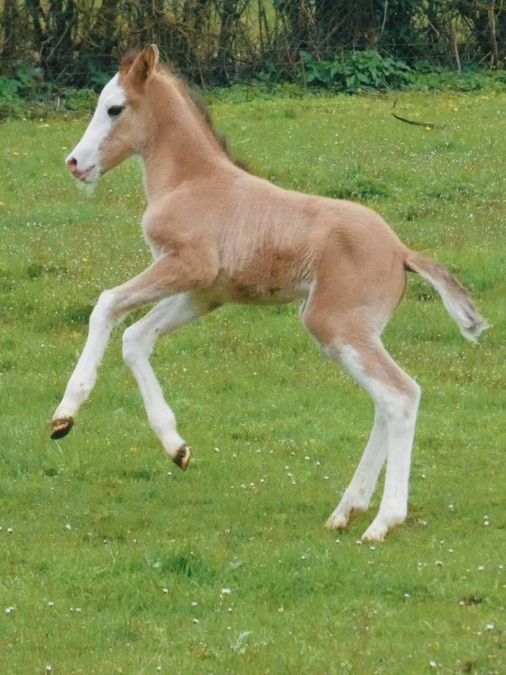 Snowman - Thoroughbred 2008 by RFF The Alchemist