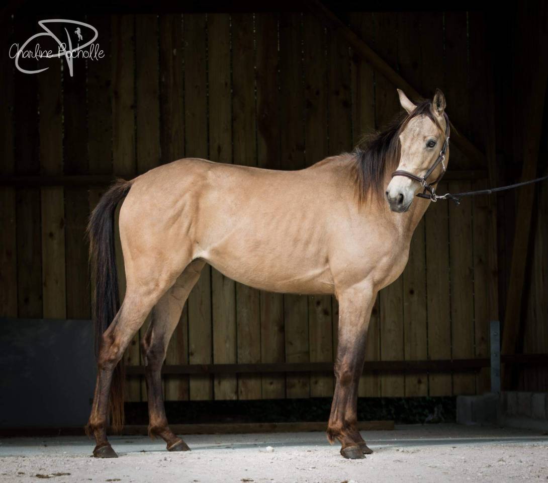 Snowman - Thoroughbred 2008 by RFF The Alchemist