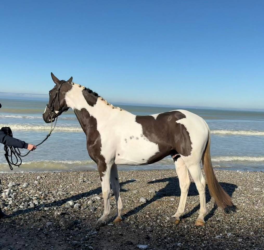 Linvictus d’Enjoy  - AES Anglo European Studbook 2021 by grimoire d’elphen