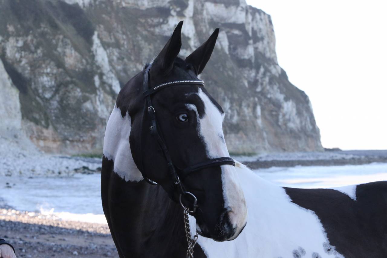 Linvictus d’Enjoy  - AES Anglo European Studbook 2021 by grimoire d’elphen