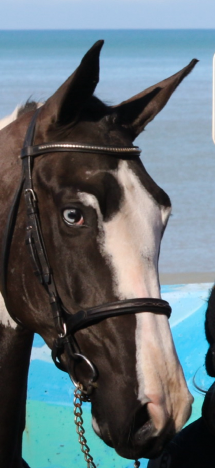 Linvictus d’Enjoy  - AES Anglo European Studbook 2021 by grimoire d’elphen