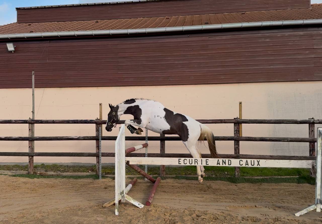 Linvictus d’Enjoy  - AES Anglo European Studbook 2021 by grimoire d’elphen