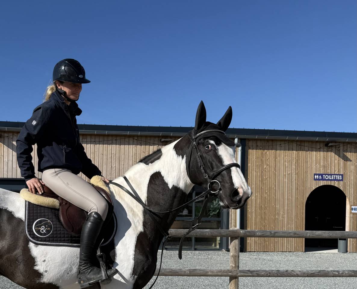 Linvictus d’Enjoy  - AES Anglo European Studbook 2021 by grimoire d’elphen