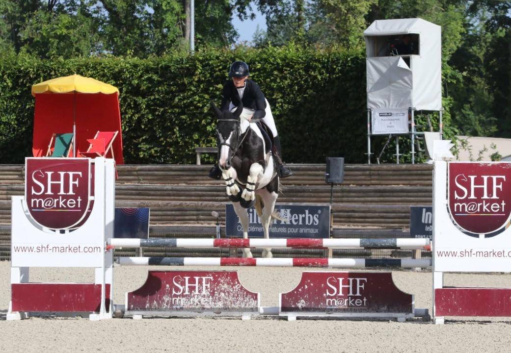 Linvictus d&rsquo;Enjoy  - AES Anglo European Studbook 2021 by grimoire d&rsquo;elphen