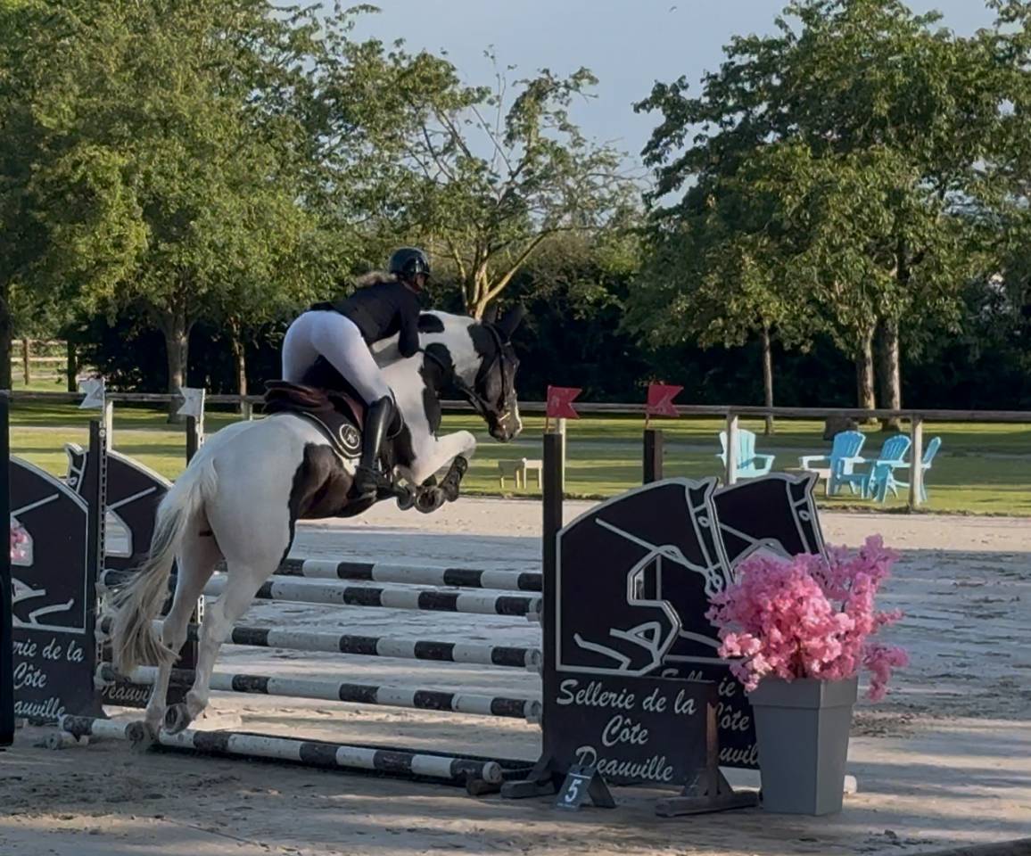 Linvictus d&rsquo;Enjoy  - AES Anglo European Studbook 2021 by grimoire d&rsquo;elphen