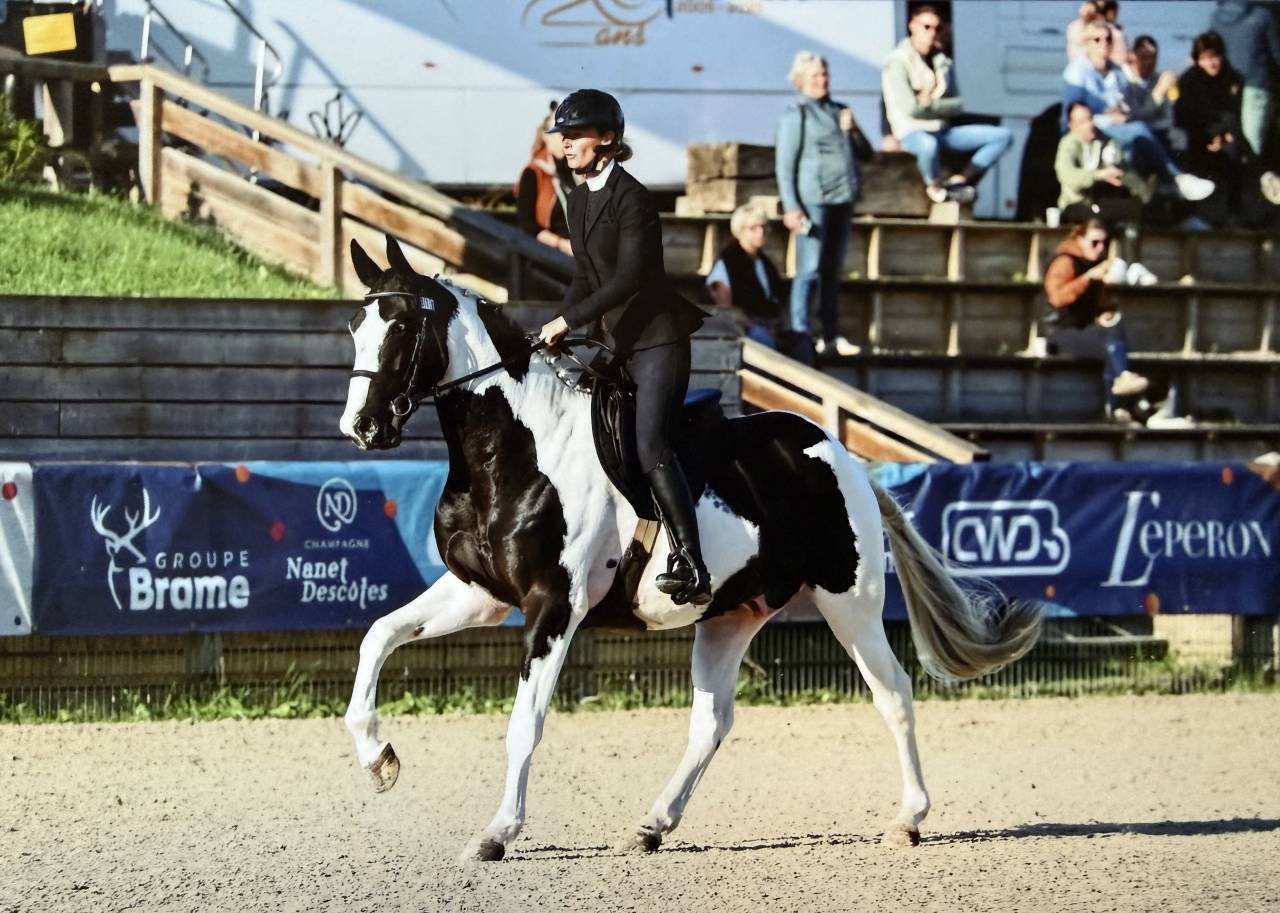 Linvictus d&rsquo;Enjoy  - AES Anglo European Studbook 2021 by grimoire d&rsquo;elphen