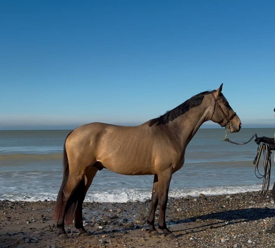 Mystère d’elphen  - Selle Français 2022 by Hanes