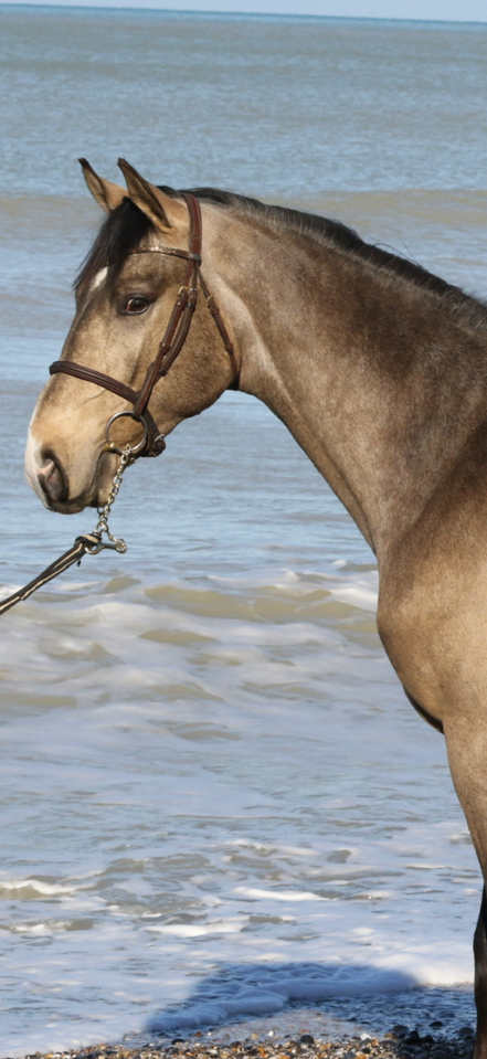 Mystère d’elphen  - Selle Français 2022 by Hanes