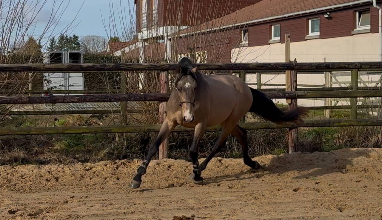 Mystère d’elphen  - Selle Français 2022 by Hanes